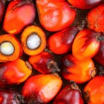 Вред пальмового масла для здоровья