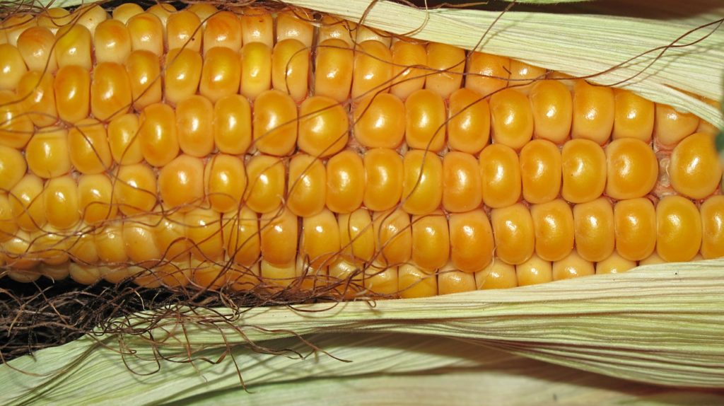Кукурузный сироп с высоким содержанием фруктозы ускоряет рост раковых клеток