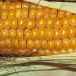 Кукурузный сироп с высоким содержанием фруктозы ускоряет рост раковых клеток