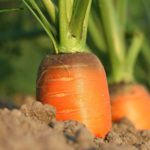 Вред моркови: 5 побочных эффектов, о которых вам следует знать